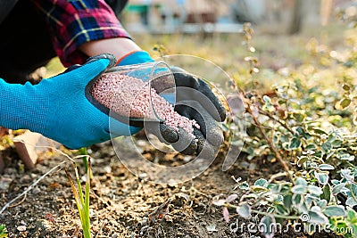 Fertilizing plants in a spring garden with chemical mineral graduated fertilizers Stock Photo