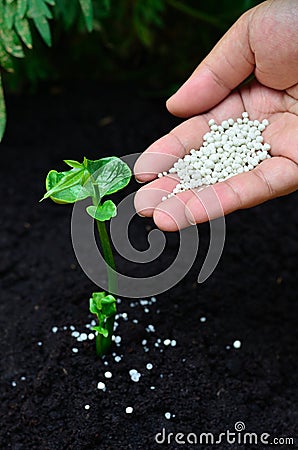 Fertilizing a young plant Stock Photo