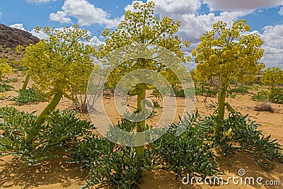 Ferula assa-foetida growing at Kyzylkum Desert in Uzbekist Stock Photo