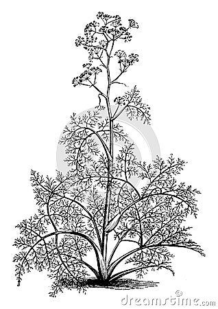 Ferula, Tingitana, Giant, Fennel, Apiaceae, tall, perennial, herb, flowers vintage illustration Vector Illustration