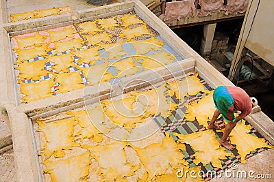 Fes, Morocco - male worker lays out animal hides flat on a roof to dry under the sun at Chouara Tannery in Fes el Bali. Editorial Stock Photo