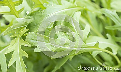 Fesh roquette/rucola/wild rocket Stock Photo