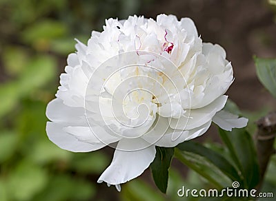 White peony. Variety Festiva Maxima. Stock Photo