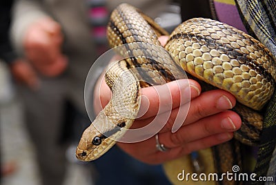 Festival of snakes, cervone harmless snake Editorial Stock Photo