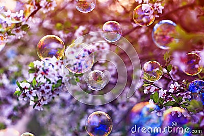 festive background with flying bubbles shimmering in the sun in the spring Sunny garden above the cherry blossom branch Stock Photo