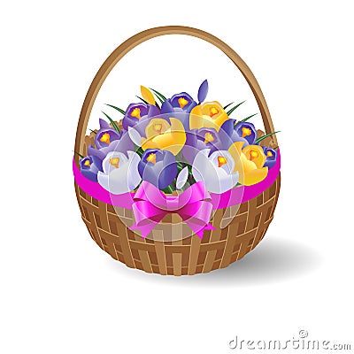 Festive basket with crocuses and ribbon with bow. Vector Illustration