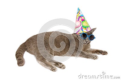 Festive cat wearing sunglasses and hat Stock Photo