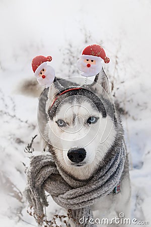 Festive dog breed Siberian husky similar to a wolf in the snow in carnival ears with Santa Claus Stock Photo