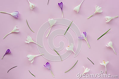 Festive floral background with white and purple crocuses on pink background. Spring concept Stock Photo