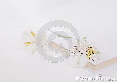 Festive mock up notepad flowers white background Stock Photo