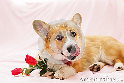 Festive portrait of cute red dog puppy Corgi lying on fluffy pink plaid with rose flowers in his paws and licks his nose Stock Photo