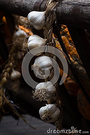Festoon of cloves of garlic Stock Photo