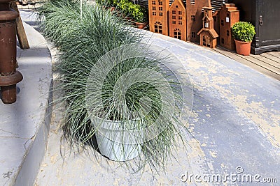 The festuca gautieri amigreen grass planters are located along the edges of the garden path. Wooden models of small houses with Stock Photo