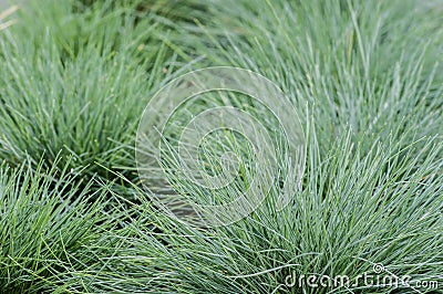 Festuca glauca grass in a planting bed Stock Photo