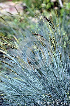 Festuca glauca Select Stock Photo