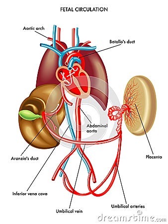 Fetal circulation Vector Illustration