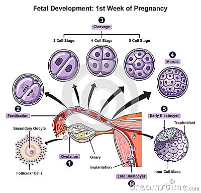 Fetal development first week of pregnancy infographic diagram Vector Illustration