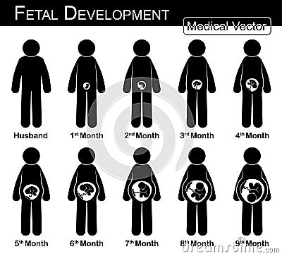 Fetal development ( pregnant woman and fetal growth in womb ) Vector Illustration