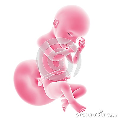 Fetal development - week 30 Stock Photo