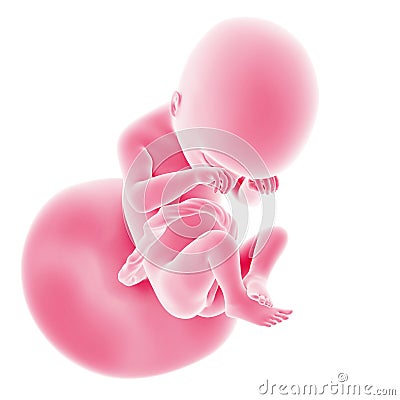 Fetal development - week 19 Stock Photo