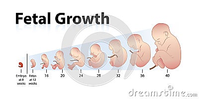 Fetal Growth Vector Illustration