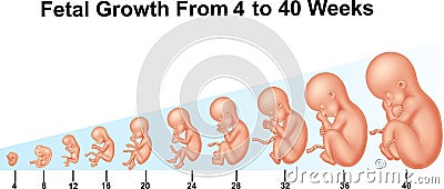 Fetal growth from 4 to 40 weeks Vector Illustration