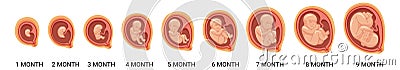Fetal stages. Human embryo growth process. Pregnancy cartoon icon Vector Illustration