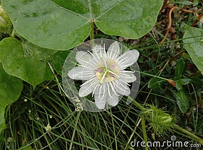 Fetid passionflower are ivy-like vine. The vine is somewhat crooked. Stock Photo