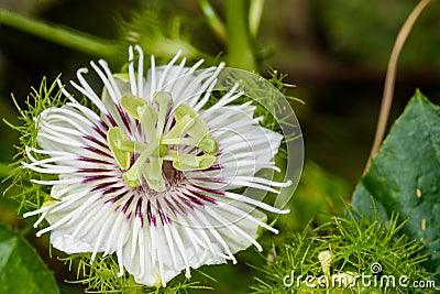 Fetid passionflower Stock Photo