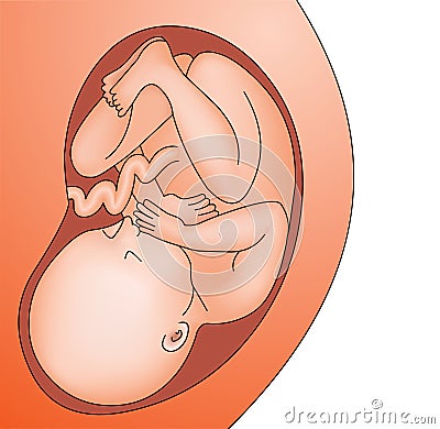 Fetus in belly full grown baby in womb of pregnant Vector Illustration