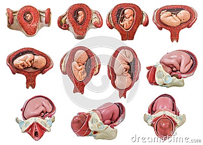 Fetus development in womb model Stock Photo