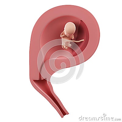 A fetus inside of an uterus - week 11 Cartoon Illustration