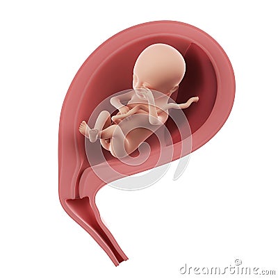 A fetus inside of an uterus - week 18 Cartoon Illustration