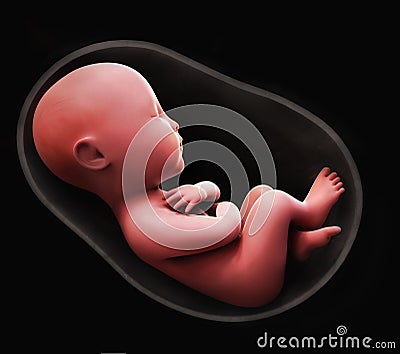 Fetus inside the womb Stock Photo