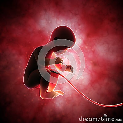 Fetus inside the womb Stock Photo