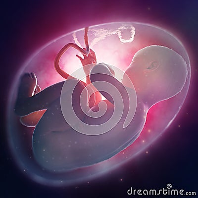 Fetus inside the womb Stock Photo