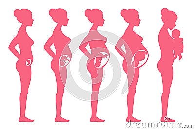 Fetus pregnancy stages. Female pregnant staging and childbirth vector illustration Vector Illustration