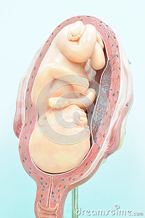 Fetus in seventh month Stock Photo