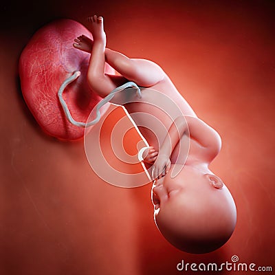 a fetus week 36 Cartoon Illustration
