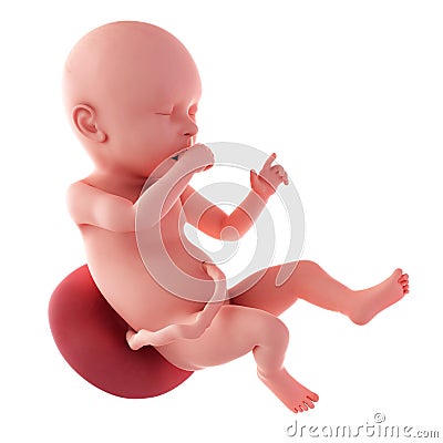 Fetus - week 40 Cartoon Illustration