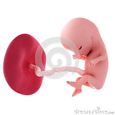 Fetus - week 11 Cartoon Illustration