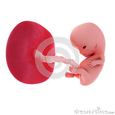 Fetus - week 9 Cartoon Illustration