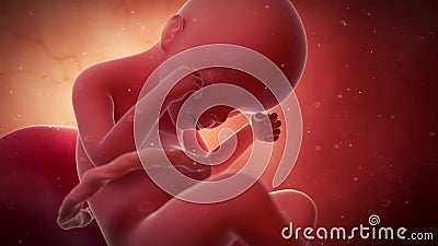 A fetus - week 24. Medical 3d animation of a fetus - week 24 A fetus - week 24. Medical 3d animation of a fetus - week 24