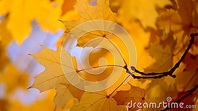 Feuille jaune sur une branche sur le fond du plan rapproché jaune brouillé de feuilles banque de vidéos Feuille jaune sur une branche sur le fond du plan rapproché jaune brouillé de feuilles banque de vidéos