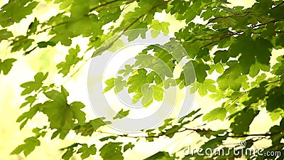 Feuilles clips vidéos Feuilles clips vidéos