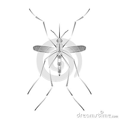 Fever mosquito species aedes aegyti on white background Vector Illustration