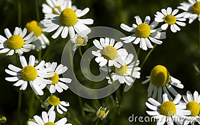 Feverfew (Tanacetum parthenium) Stock Photo