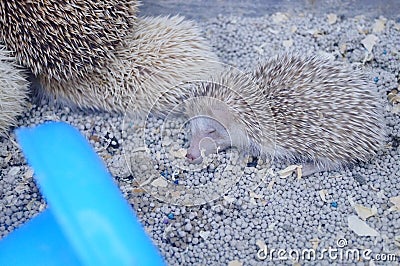 A few artificially bred small hedgehogs are moving or sleeping Stock Photo