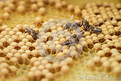 A few bees creep on the honeycombs filled of honey Stock Photo