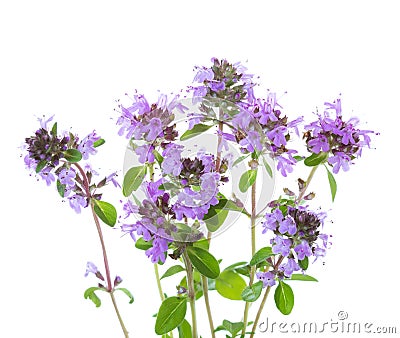 Few blooming sprigs of Wild Thyme Thymus serpyllum isolated on white background Stock Photo